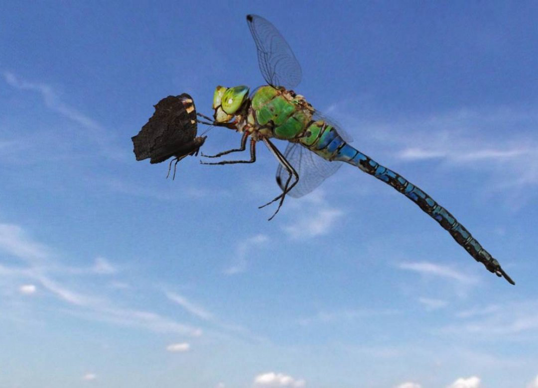 Sky Hunters – The World of Dragonfly